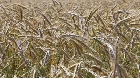 Slow paning on the grain ears waving on the wind Stock Footage 135149344