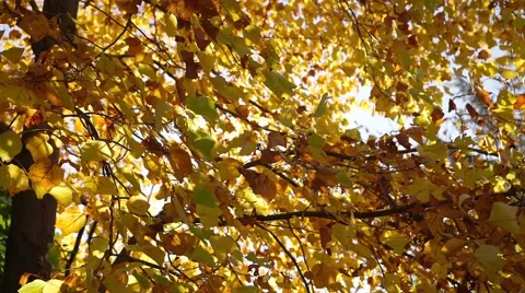 Slow panning of an autumn tree Stock Footage 58733601