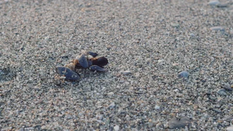Slow panning on bunch of sea shells 4K video Video stock 220370715