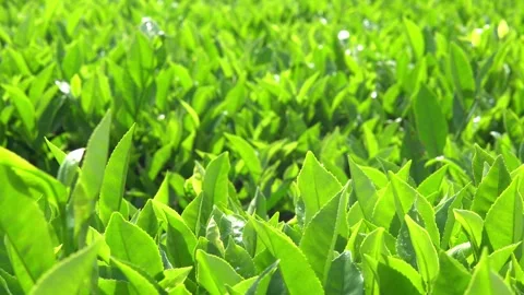 Slow panning in a close-up of green tea tree leaves in a fresh tea plantation. Stock Footage 325690210