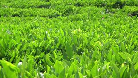 Slow panning in a close-up of green tea tree leaves in a fresh tea plantation. Stock Footage 325690226
