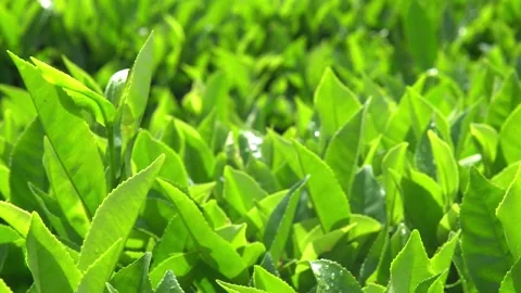 Slow panning in a close-up of green tea tree leaves in a fresh tea plantation. Stock Footage 325690230