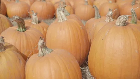 Slow panning close up of pumpkin patch in the fall Stock Footage 139503283