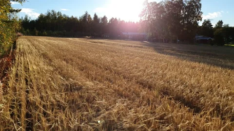 Slow panning up from close to remote view over wheat field day before harvest Stock Footage 139421084