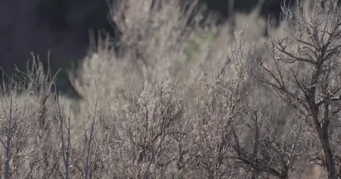 Slow panning close up of sagebrush with shallow depth of field in morning lig Stock Footage 336219681