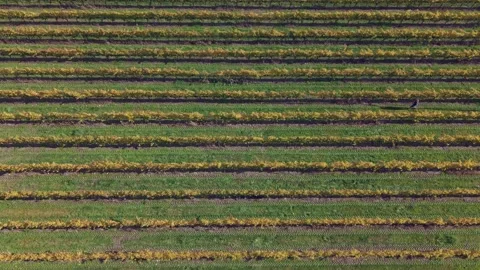 Slow panning drone video of Organic Vineyard shows workers and a tractor Stock Footage 338374342