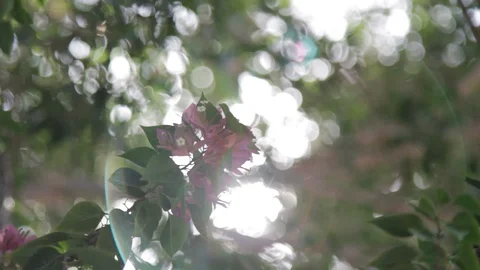 Slow Panning of Flowers on a Tree with Sunrays Reflecting Through the Branches 스톡 동영상 129055813