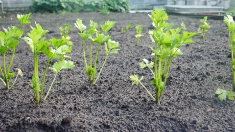 Slow panning shot of Fresh celery in vegetable garden 動画素材 218732867