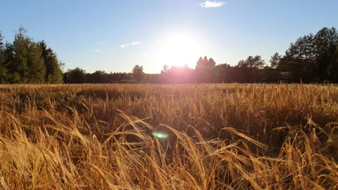 Slow panning shot over field of Golden Ears Of Ripe Wheat Against setting Sun Stock Footage 138965407