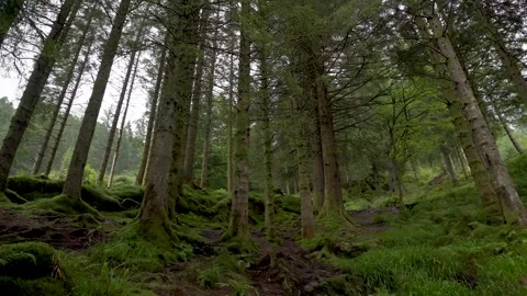 Slow panning shot through a dense conifer forest on Mount Flyen near Bergen Stock Footage 330259814