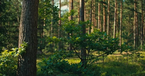 Slow Panning Shot Through Sunlit Pine Forest with Young Woodland Tree Stock Footage 340274153