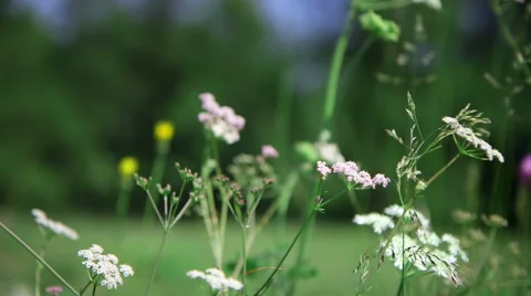 Slow panning shot on wild mountain plants Stock Footage 47164483