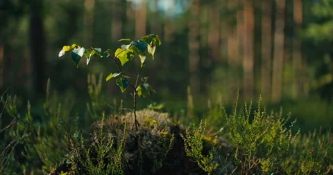Slow Panning Shot of Young Tree Growing on Moss Covered Forest Floor Stock Footage 340273938
