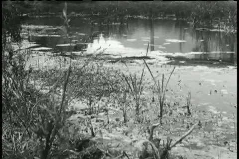 Slow panning of swamp Видео 11346677
