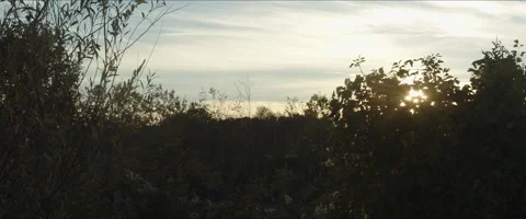 Slow panning on trees in the nature 4K anamorphic video Stock Footage 261108924