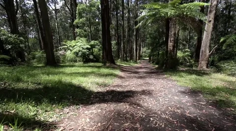 Slow panning view of Australian Eucalyptus and Tree Fern forest near Melbourne 库存影片 49327143