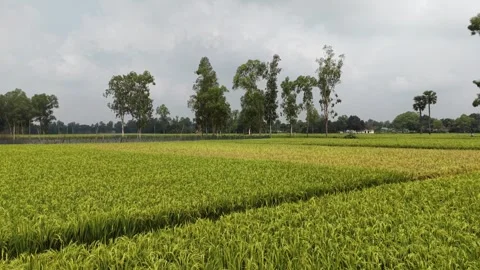 Slow Panning View of Diverse Green and Golden Rice Fields Stock Footage 333692644