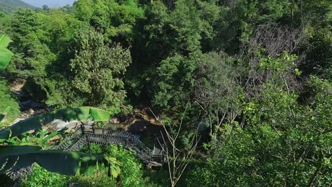 Slow panning view of tropical forest Stock Footage 303357176