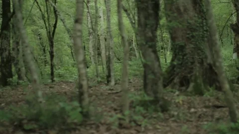 Slow panorama of dark forest with trunks and roots. Stock-Footage 76890676