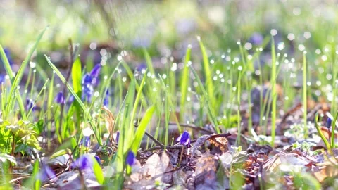 Slow panorama of a spring forest with Small first spring flowers of blue Video stock 150377193