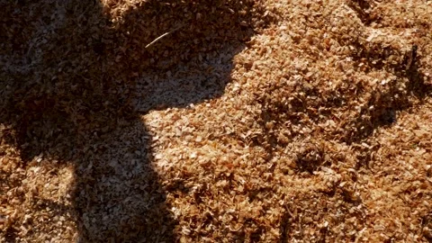 Slow panoramic shot, wet chainsaw sawdust Stock Footage 296098046