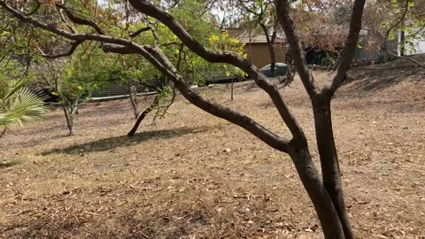 Slow pasando el arbol 動画素材 159726733