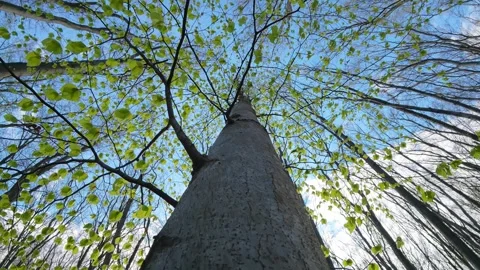 Slow Pedestal Down Along Tree Trunk In Spring Forest 库存影片 334848865