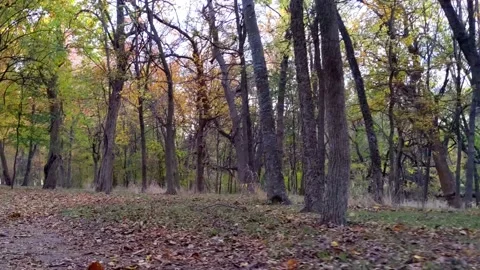 Slow pleasant jog with ground level camera on nice gravel trail through trees 動画素材 165966469