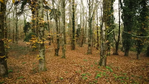 Slow progression through a chestnut forest | Aerial Drone Shot Stock Footage 168526834