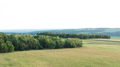 Slow pull back cornfield with trees Stock Footage 140074675
