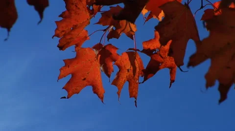 Slow pull back from red maple leaves against blue sky Stock Footage 46546108