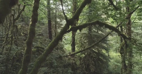 Slow Pull Back Reveal Of Intense Temperate Rain Forest Stock Footage 80042701