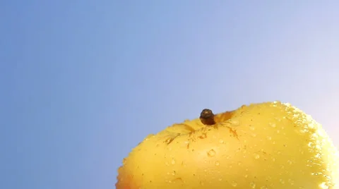 Slow pull back from stack of rotating yellow apples Stock Footage 46585179