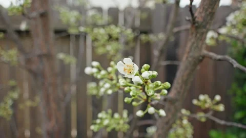 Slow pull back from a white plum blossom on a branch Video stock 329004508