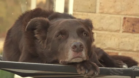 Slow Push In on Brown Kelpie Dog Resting on Bed in Afternoon Sun Stock Footage 332109873