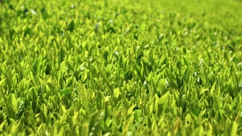 Slow Push In Close Up Reveals Detailed Green Tea Leaves Texture Stock Footage 341549293