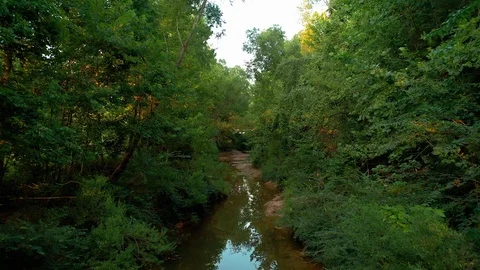 Slow push in a forest, 4K, sunset Video stock 112946577