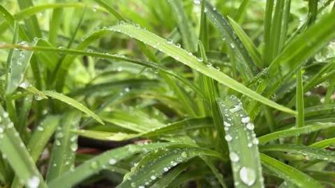 Slow Push In on Grass Blades with Dewdrops Vídeos de archivo 333130749