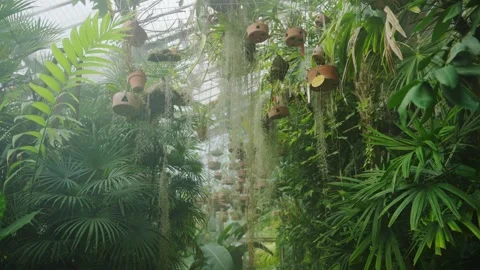 Slow push in inside special glasshouse with various palm trees and plants Stock Footage 301012415