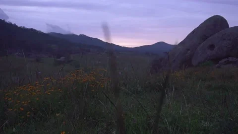 Slow push-in over a flower field with mountains &amp; sunset on the back Stock Footage 157499021