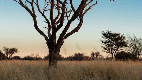 A slow push-in scenic timelapse at sunset of an Acacia tree in the South African Stock-Footage 143721259