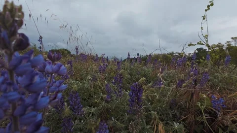 Slow push through blooming purple lupines under a cloudy sky Video stock 331041996