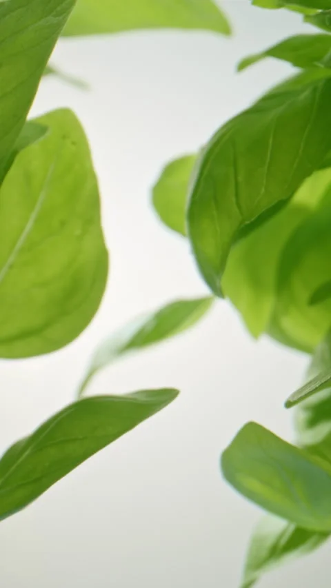 Slow Push-In Through Bright Green Basil Plants Stock Footage 345578722