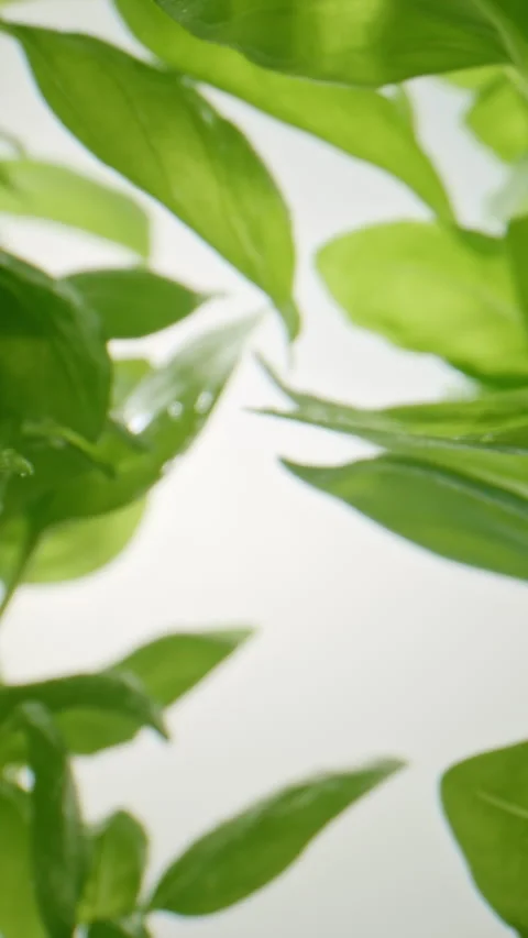 Slow Push-In Through Bright Green Basil Plants Stock Footage 345578919