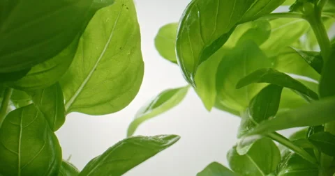 Slow Push-In Through Bright Green Basil Plants Stock Footage 345580453