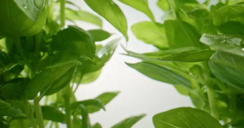 Slow Push-In Through Bright Green Basil Plants Stock Footage 345580478