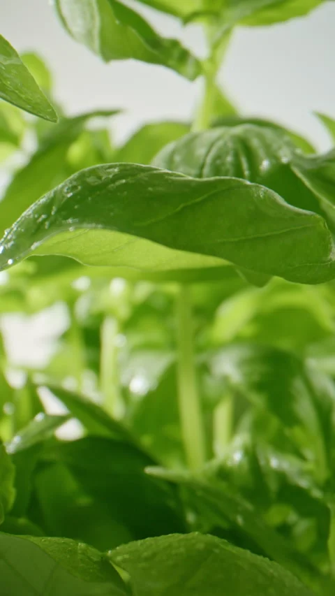 Slow Push-In Through Bright Green Basil Plants Stock Footage 345580787