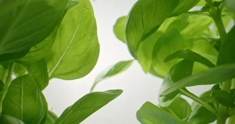 Slow Push-In Through Bright Green Basil Plants Stock Footage 345580821