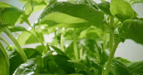Slow Push-In Through Bright Green Basil Plants Stock Footage 345580916