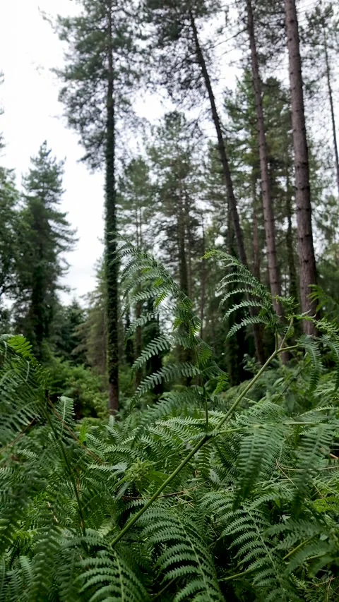 Slow Push Through Dense Forest Fern Understory. vertical video Stock Footage 345644110